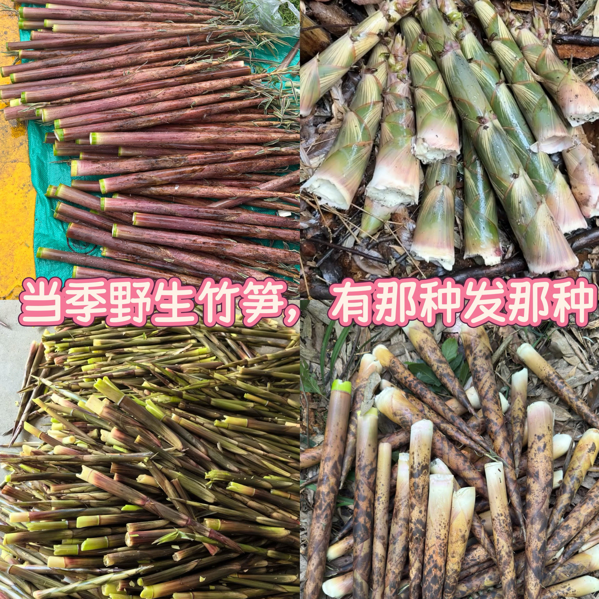2025贵州特产野生八月笋水竹笋方小竹笋雷甜笋尖新鲜现挖带壳脆嫩