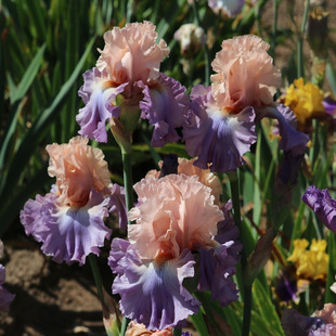 2025中美花园进口德国鸢尾新品 花苗盆栽世界花园庭院别墅耐寒旱