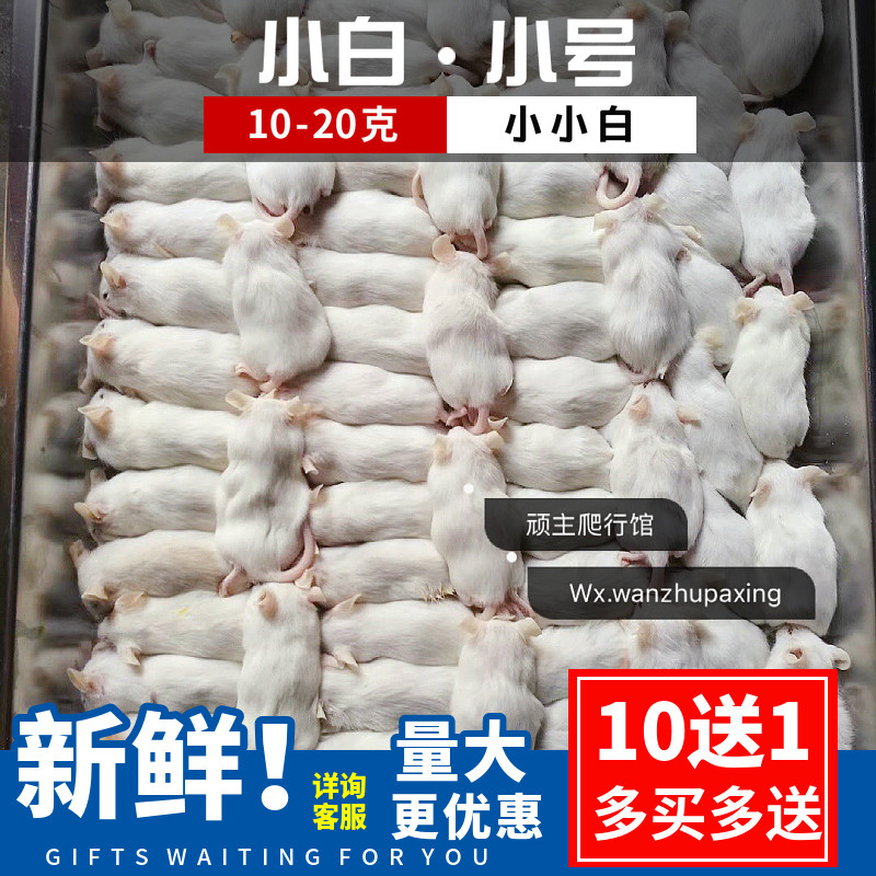 冷冻小白乳鼠爬虫食物宠物包邮饲料独立散装宠物守宫白鼠