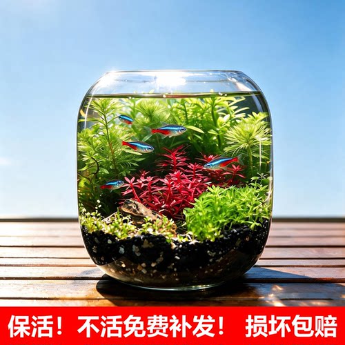 微景观水草缸初中生物科学作业
