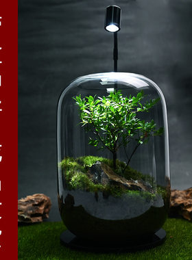 【生命之树】小赤叶楠桌面创意微景观绿植摆件客厅办公室苔藓盆栽
