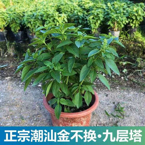 九层塔盆栽新鲜可食用潮汕金不换钟苗泰国罗勒叶子香料擂茶调味