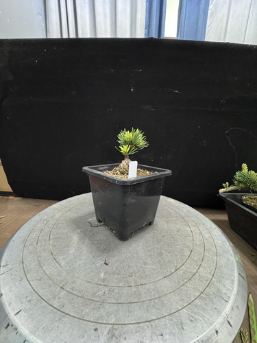 60号福娘五针松，矮霸小品五叶松福娘，高度约5cm左右