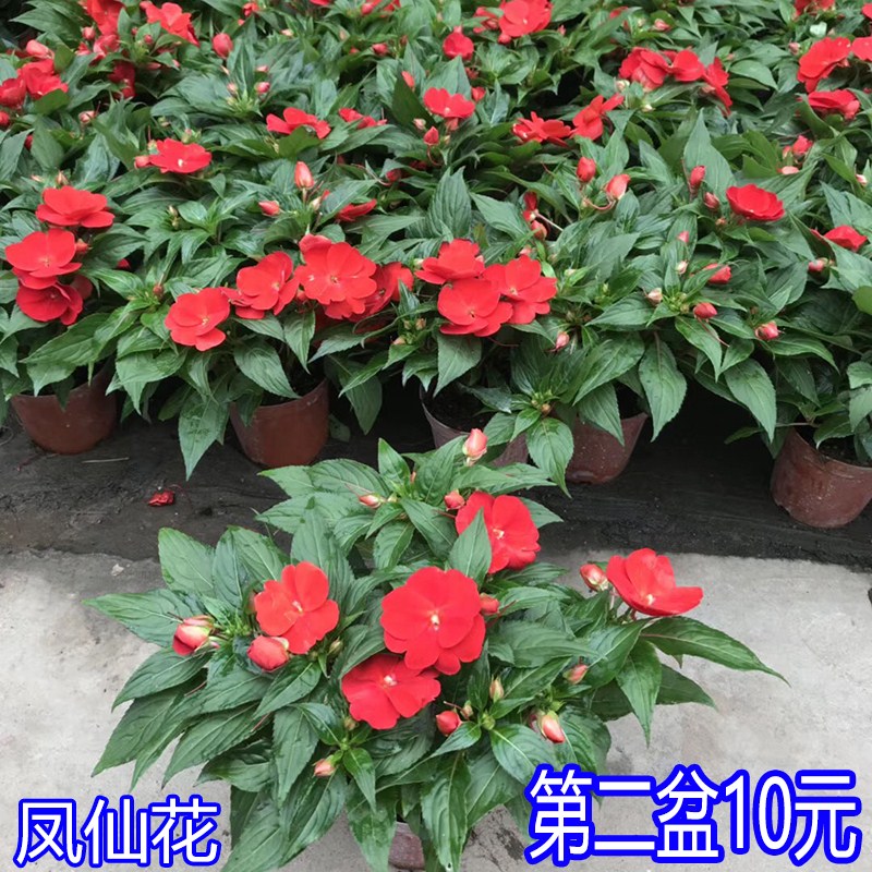 驱蛇植物价格 驱蛇植物图片 星期三 驱蛇植物价格 驱蛇植物图片 星期三
