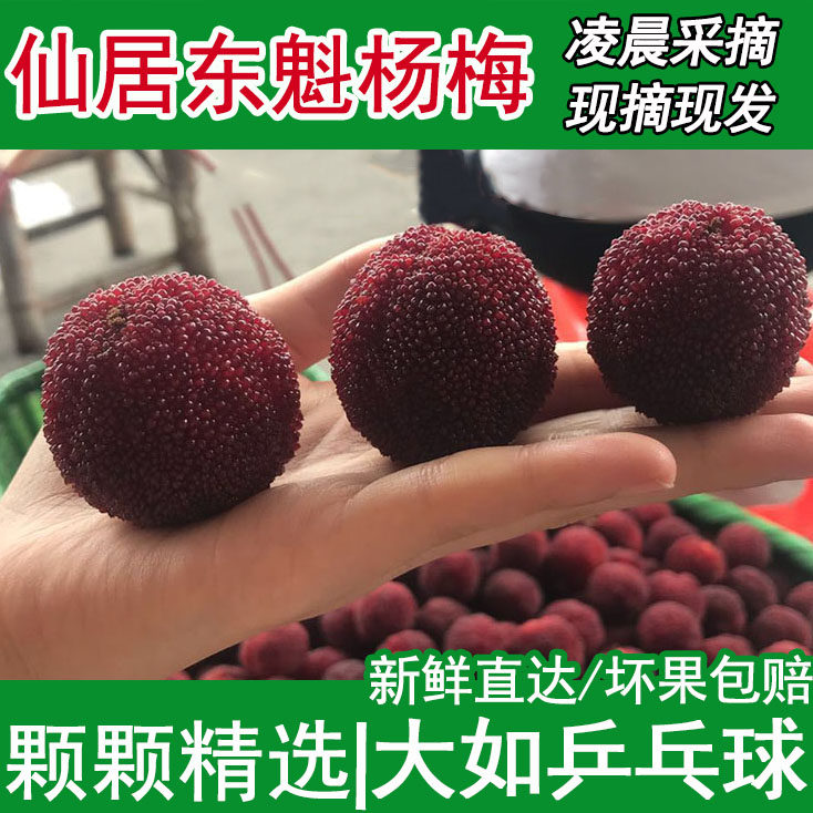 正宗仙居东魁杨梅孕妇水果新鲜【乒乓球大小 9A】特大杨梅6斤现摘