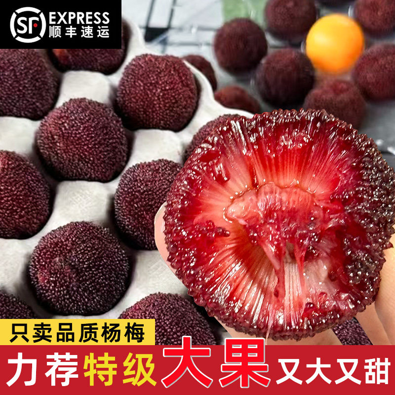 特大果浙江仙居杨梅新鲜东魁杨梅鲜果孕妇水果96颗礼盒装现摘现发