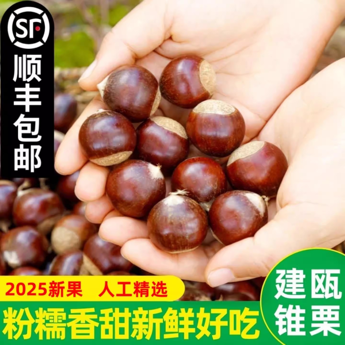 2025年农家现摘建瓯锥栗福建野生毛栗子高山油栗圆栗尖板栗生新鲜
