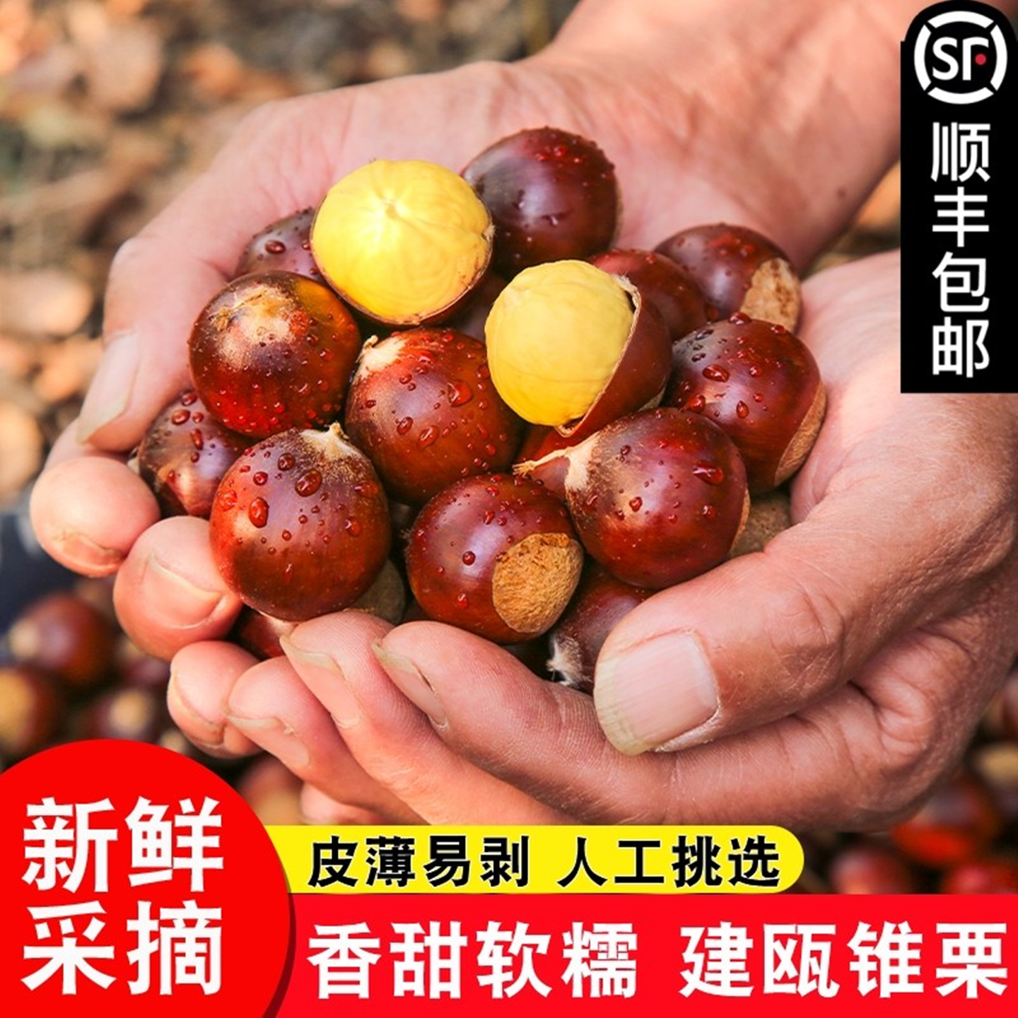 建瓯锥栗板栗农家现摘圆栗栗子