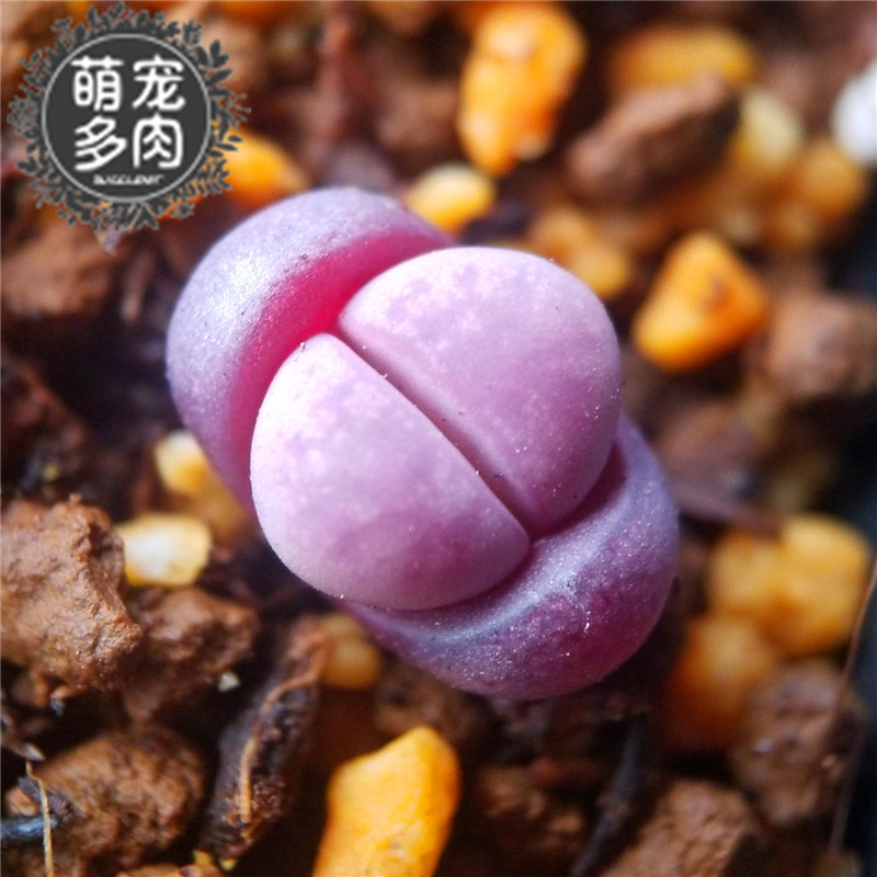 紫色稀有品种两年苗多肉生石花