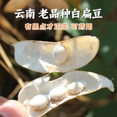 有黑点白扁豆新货云南农家自产扁豆祛湿药用扁豆2斤 包邮 可打粉