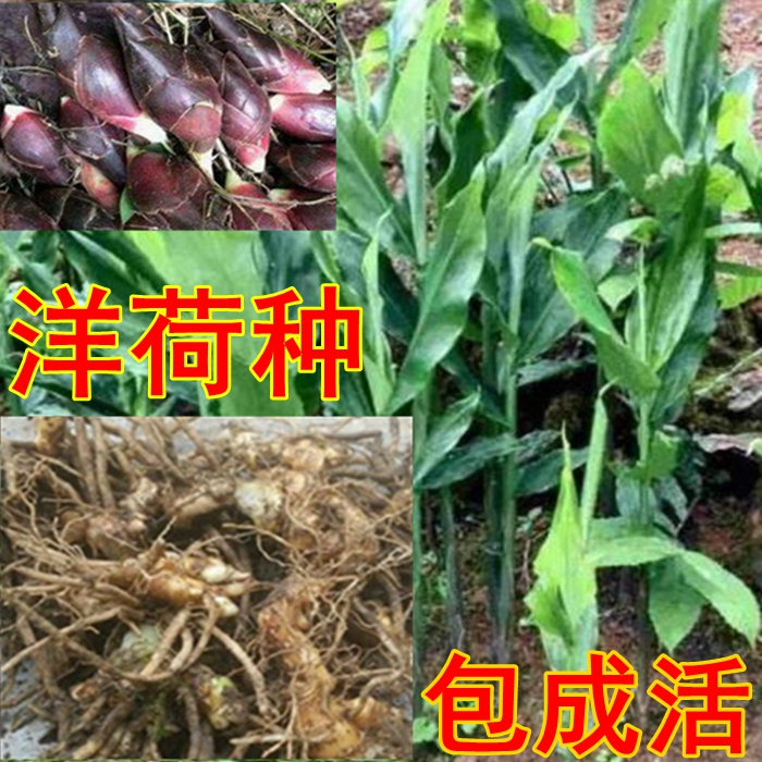 洋荷种根阳荷苗羊火茗元荷阳藿 姜莲花姜种子种苗 水产肉类/新鲜蔬果/熟食 其它 原图主图