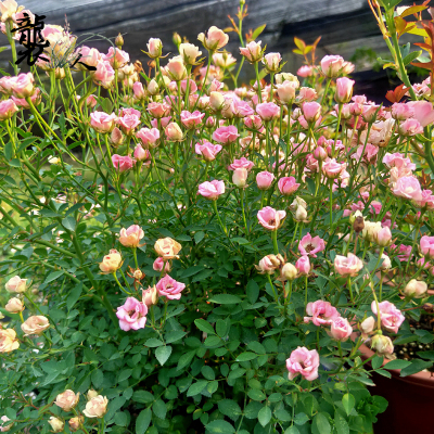 蔷薇玫瑰姬月季日本蔷薇玫瑰须惠