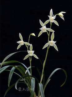 蘭花苗黃山雪建蘭帶花苞發(fā)貨盆栽濃香型室內(nèi)好養(yǎng)易活綠植花卉