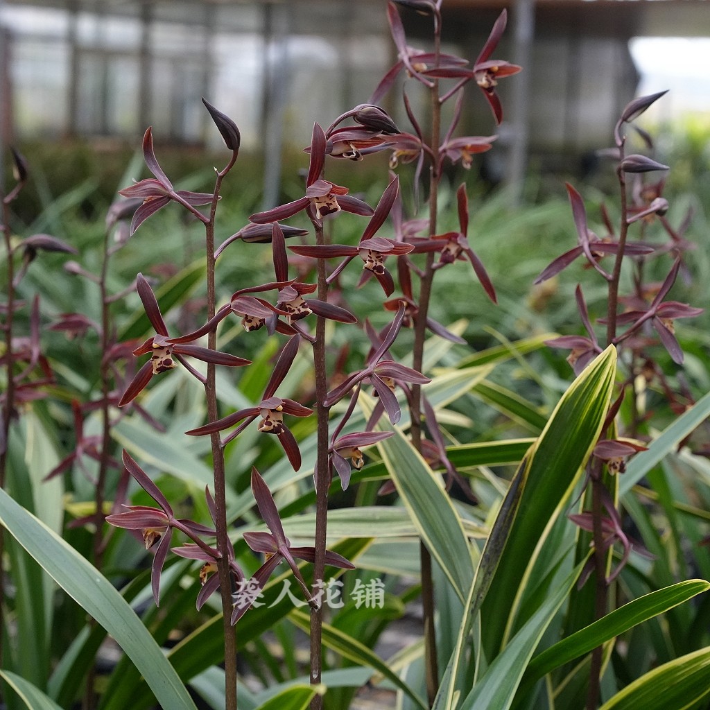 兰花苗金凤锦墨兰带浓香花苞金边线艺报岁兰室内客厅好养绿植盆栽