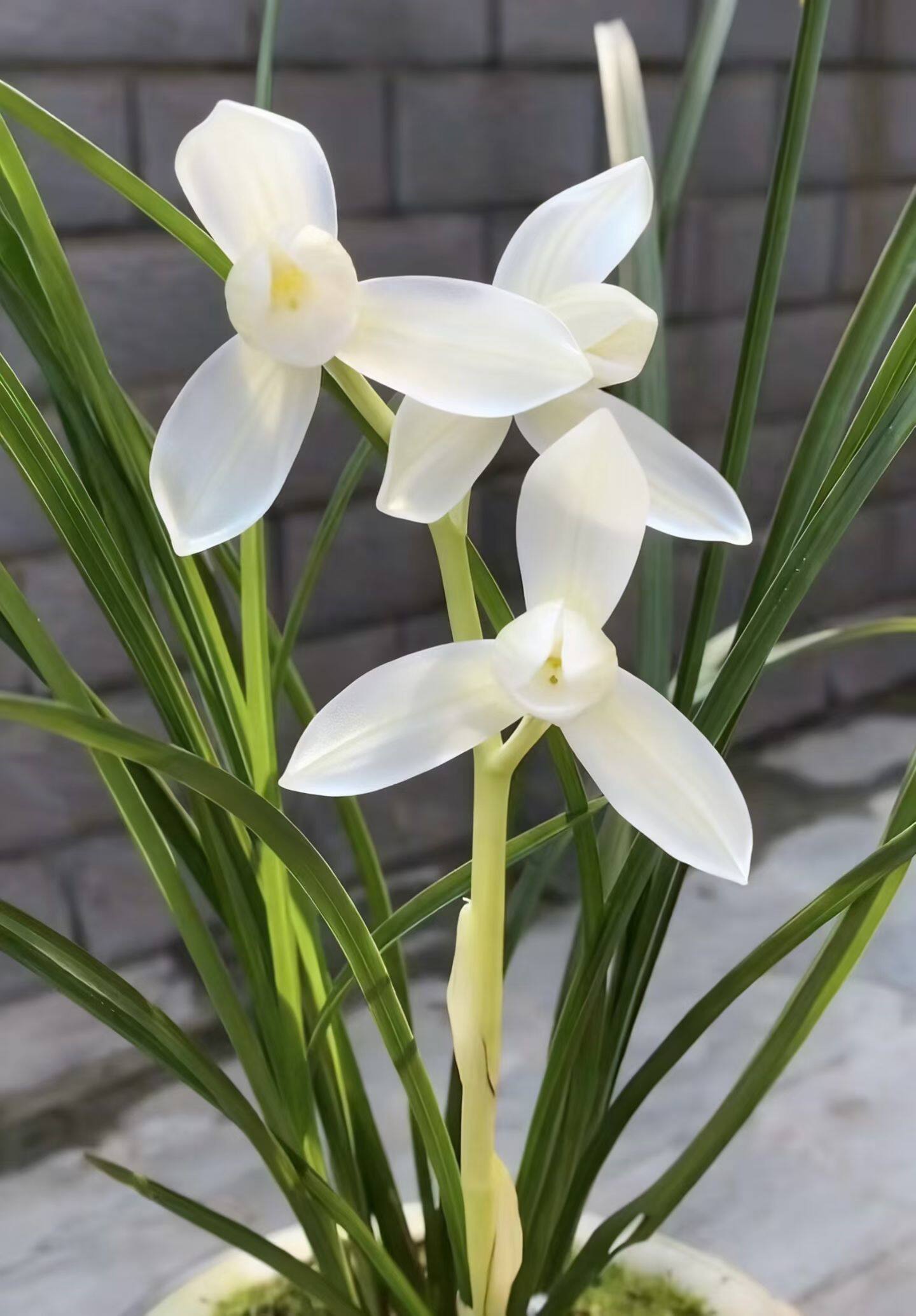 兰花苗莲瓣兰永怀素带花苞发货浓香型室内客厅好养盆栽绿植花卉