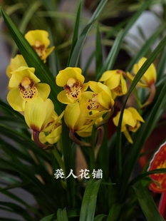 兰花苗盆栽春兰金凤凰带花苞发货浓香型名贵兰花室内好养绿植花卉