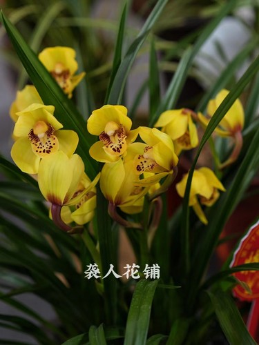 兰花苗盆栽春兰金凤凰带花苞发货浓香型名贵兰花室内好养绿植花卉