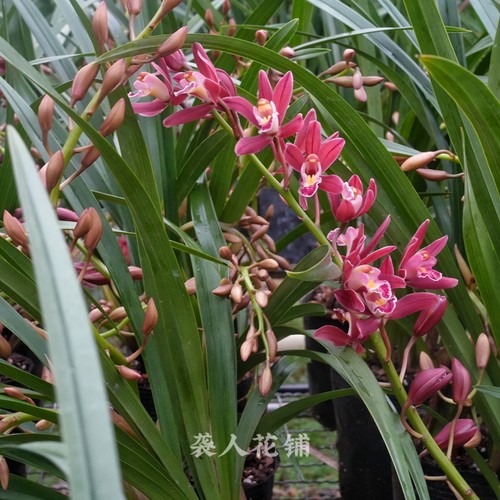 兰花苗盆栽红双喜带花苞发货浓香型大花蕙兰年宵花卉室内好养绿植