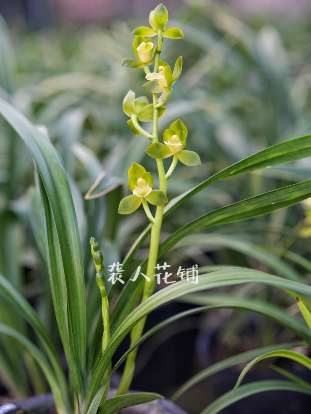 兰花苗盆栽带花苞发货绿如意墨兰矮种素荷浓香型名贵兰花好养绿植