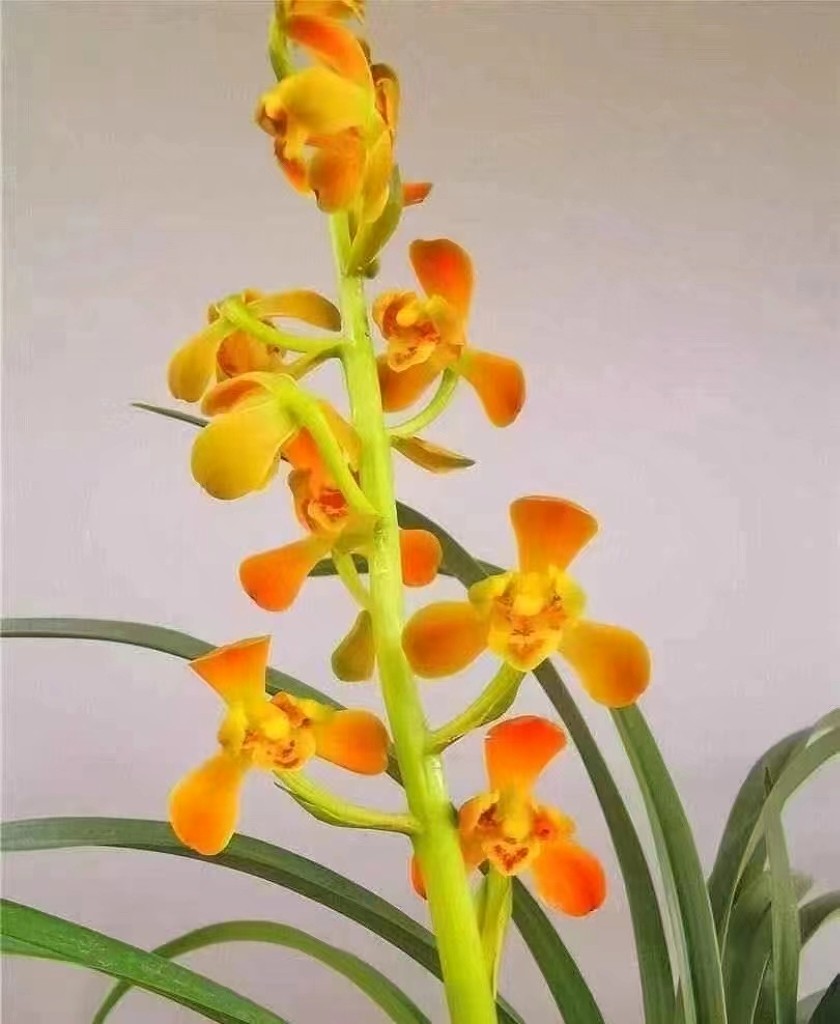 兰花盆栽带花苞蕙兰转色朱金梅名贵品种室内客厅花卉绿植好养易活
