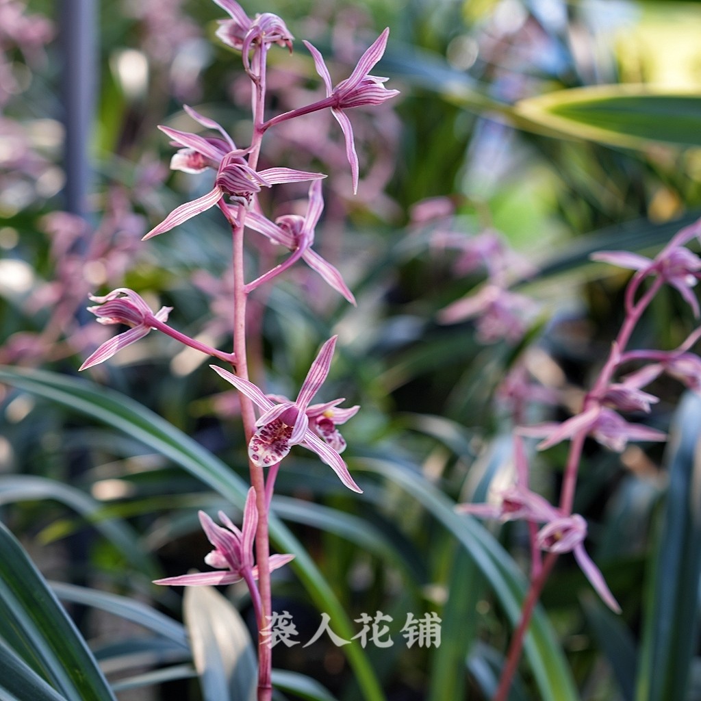 兰花苗桃姬阳明锦墨兰带浓香花苞出售室内客厅好养易活盆栽植物