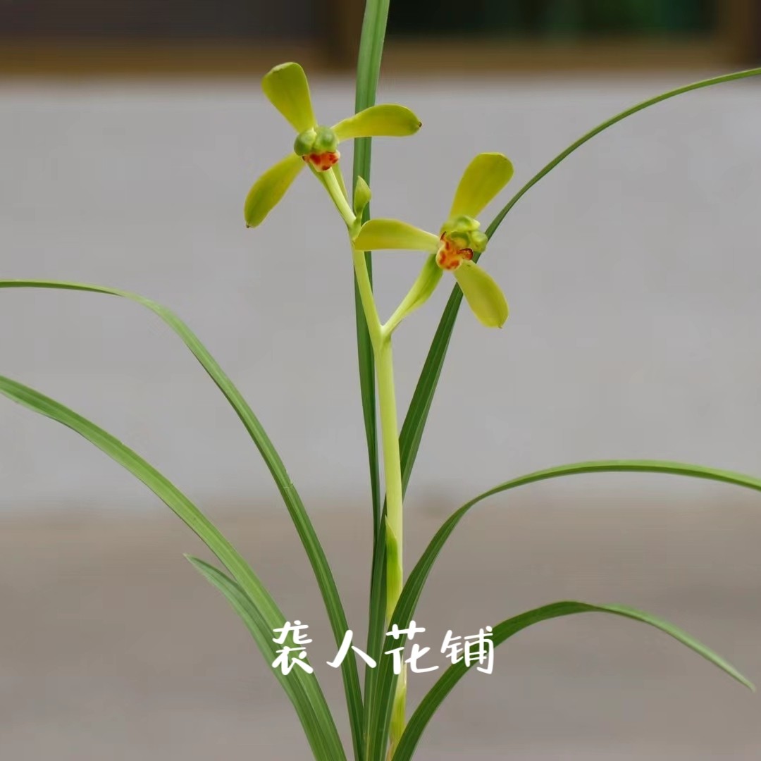 兰花苗盆栽豆瓣朱金梅带花苞发货浓香型名贵植物室内好养绿植花卉