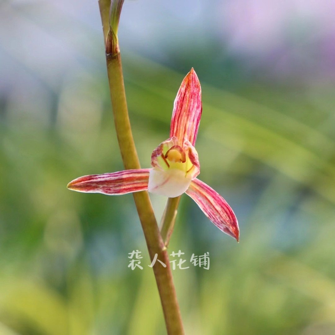 兰花苗盆栽双美人墨兰带花苞浓香国宝级兰花艺草阳台庭院好养绿植