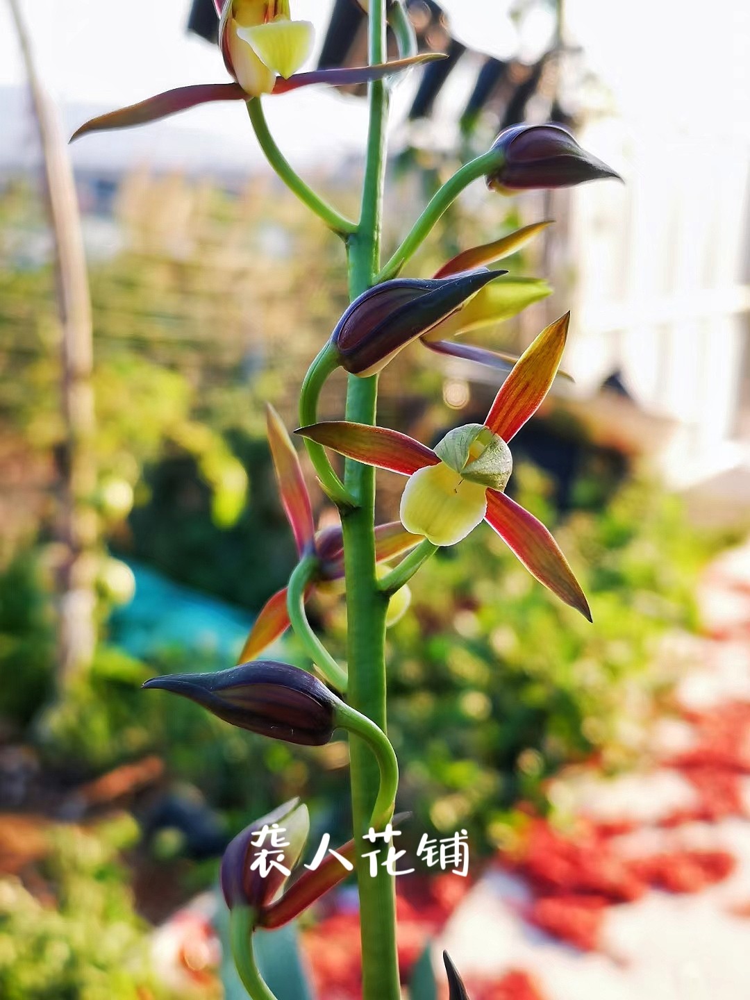 兰花盆栽金玉良缘墨兰红如意初恋花王锦带花苞发货浓香型名贵兰花