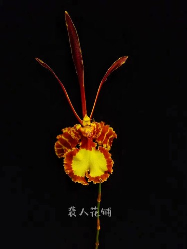 魔鬼文心兰齐天大圣悟空老种大红趣味洋兰蛾型大苗带花苞兰花绿植