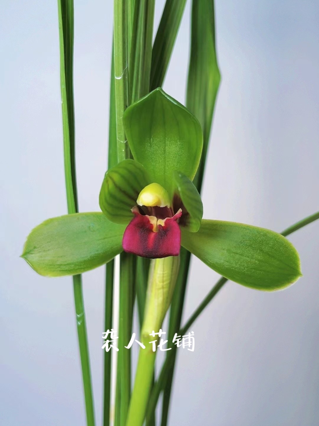 兰花苗豆瓣兰 红素 红河红荷瓣浓香好养带花苞发货室内绿植盆栽