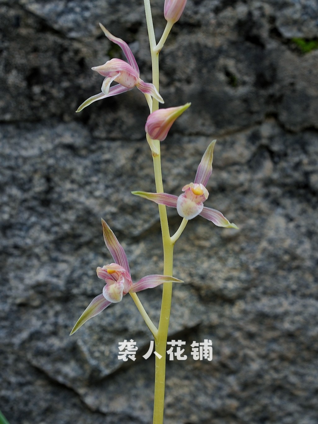 兰花苗玉妃墨兰带花苞色花皇后名贵兰花室内客厅好养绿植盆栽