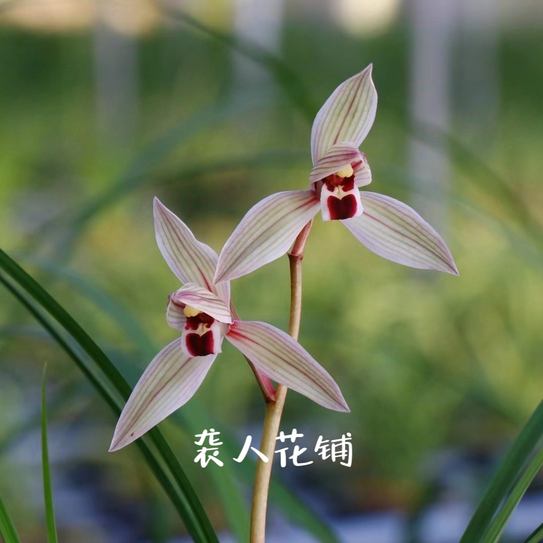 兰花苗心心相印莲瓣兰带花苞发货盆栽浓香型室内好养易活绿植花卉