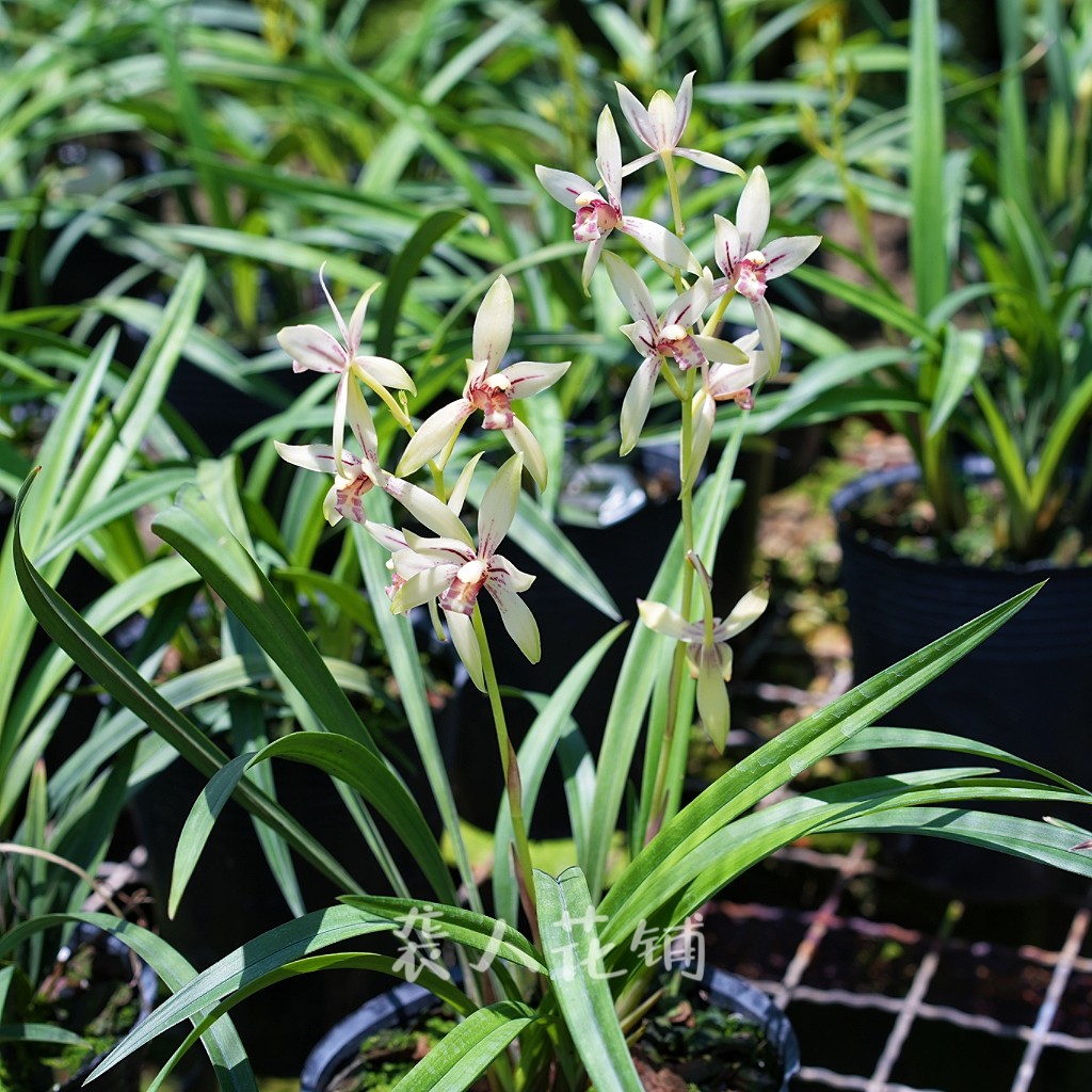 兰花苗建兰小凤仙复色花浓香夏带花苞桌面好养绿植盆栽
