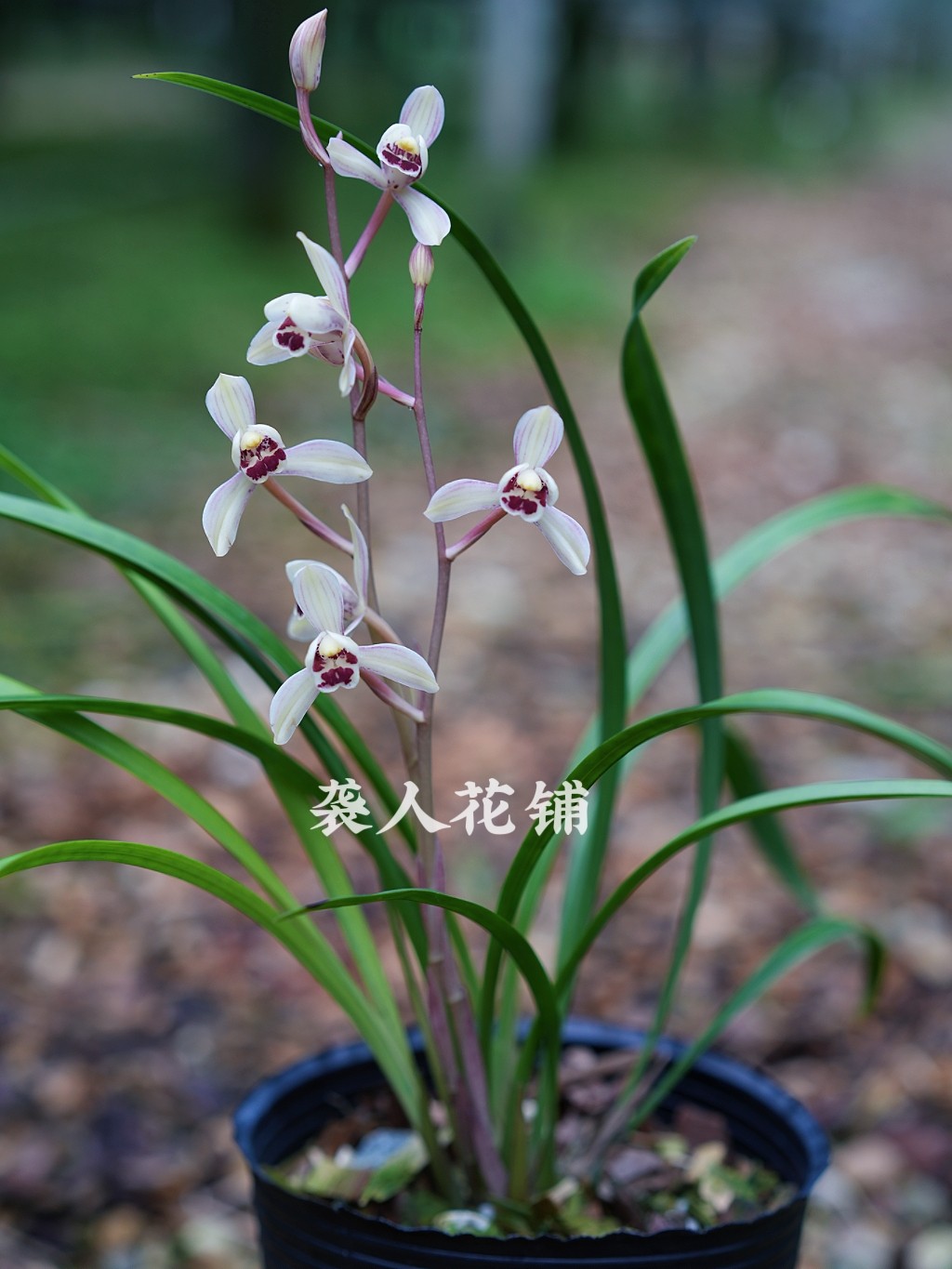 兰花苗盆栽花仙子带花苞发货浓香