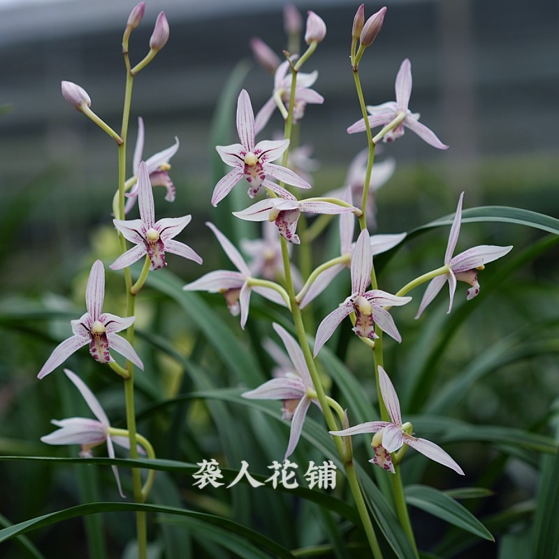 兰花苗宝岛胭脂带花苞发货建兰系列名贵兰花室内好养绿植盆栽植物