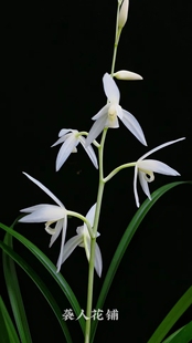 兰花苗建兰漓江雪老品种白素花铭品浓香带花苞室内好养绿植盆栽