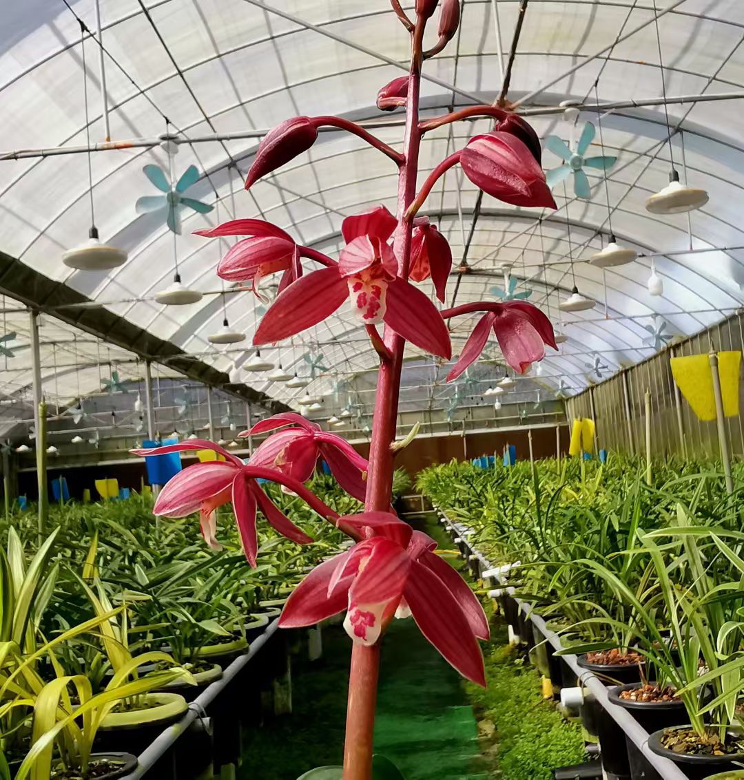 兰花苗花好月圆带花苞发货秋榜浓香型室内客厅好养盆栽绿植花卉