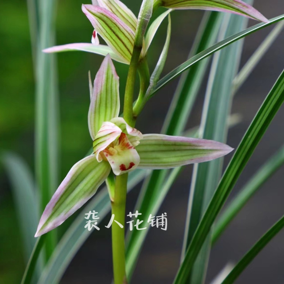 兰花苗翠晶红轮莲瓣兰带花苞盆栽名贵品种室内好养易活浓香花卉