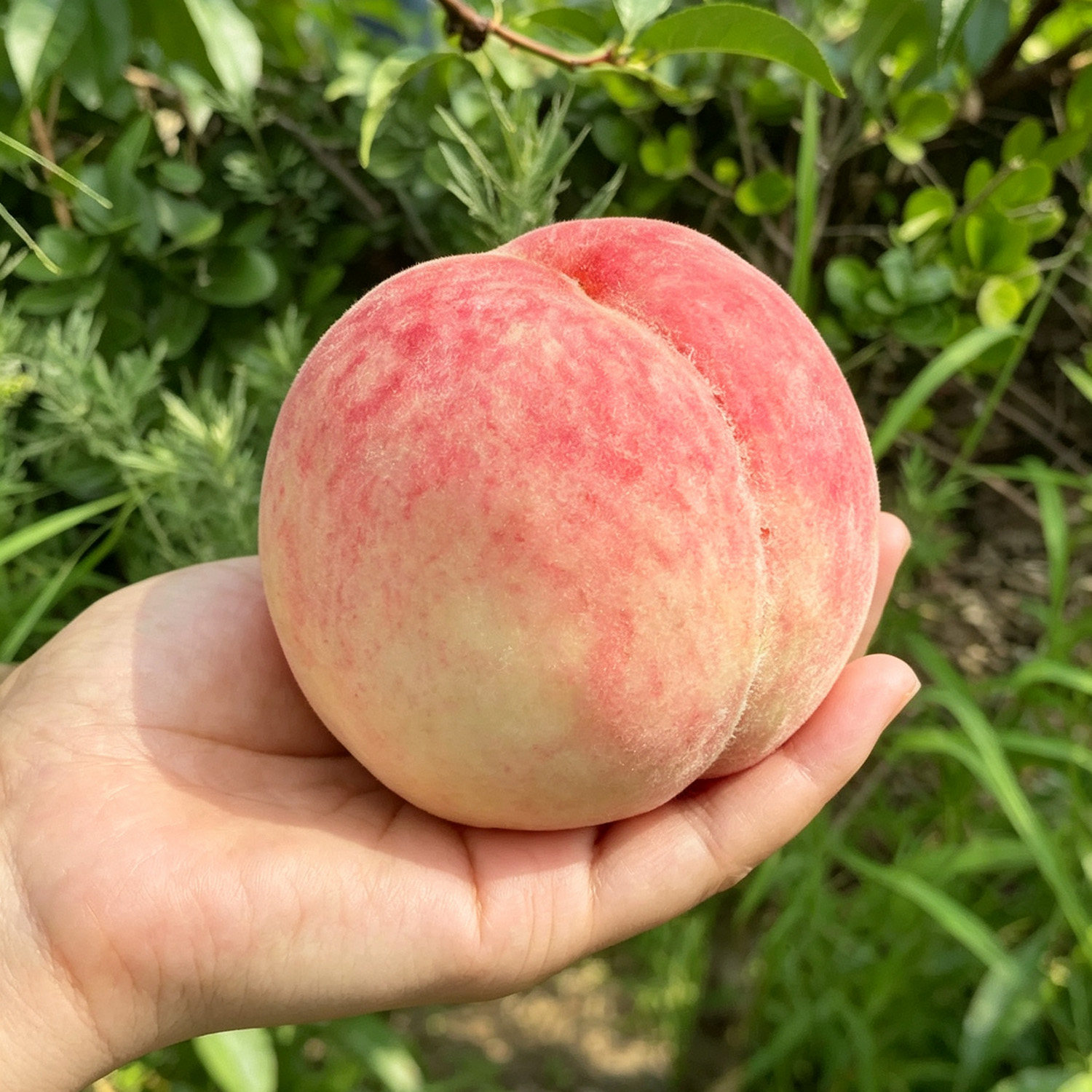 山东新鲜秋桃蜜桃水果红蜜脆甜多汁应季硬桃红毛桃蒙阴脆桃