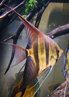 南美 埃及 鱼 哥伦比亚埃及 圣菲利佩 阿塔巴布 黑水河 已订水