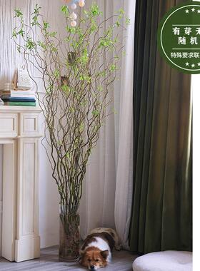 龙柳鲜花水培云龙柳水养插花养水后可发芽新鲜真花柳枝鲜切花枝