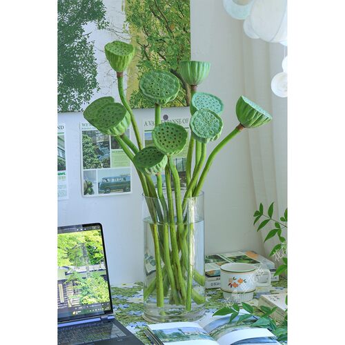 莲蓬鲜花新鲜采摘鲜切枝水养插花