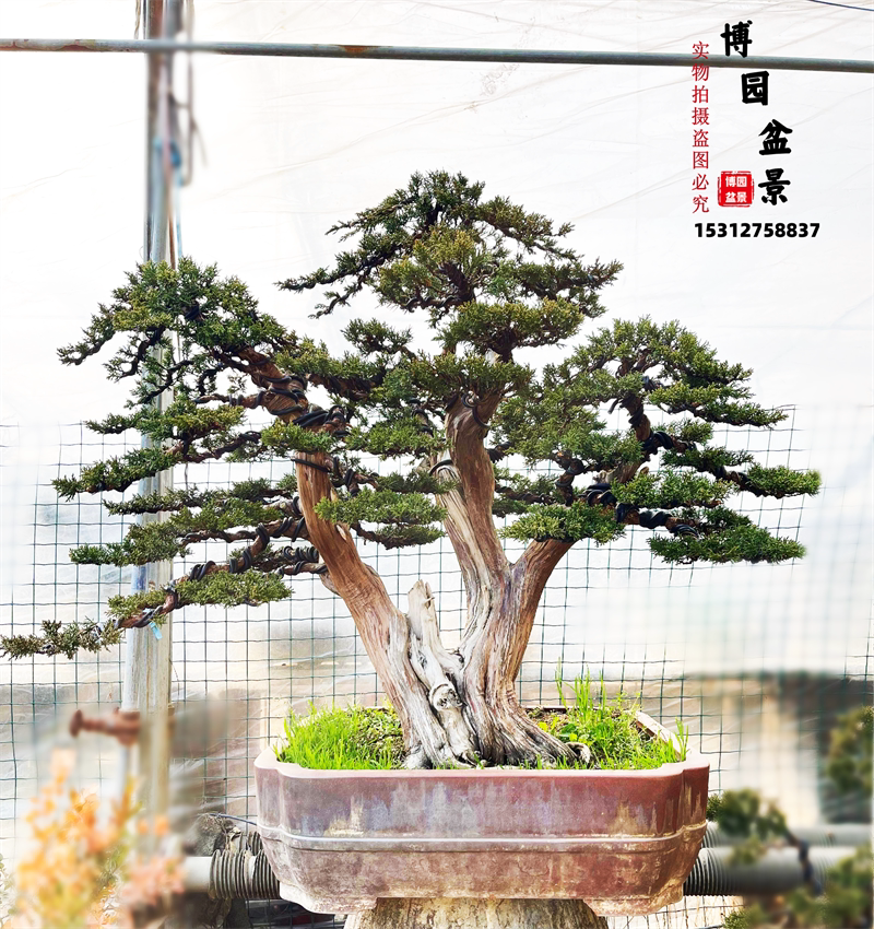 老桩柏树盆景进口系鱼川真柏盆景大型济州柏崖上柏树黄杨榆树无针