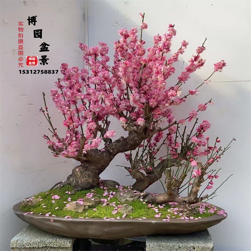 乌梅朱砂梅盆景梅花树桩耐寒开花造型盆栽大型金钱绿颚白梅老桩