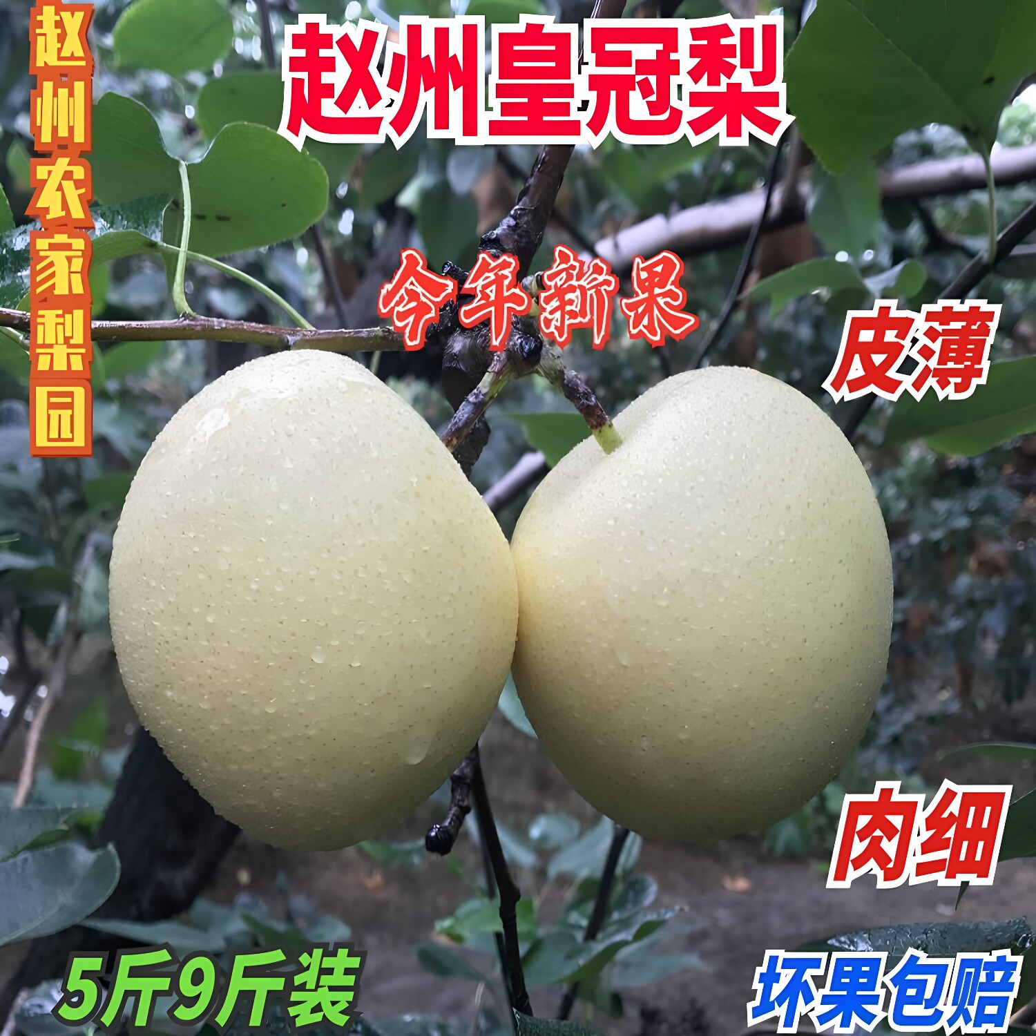 河北皇冠梨新鲜水果应季大果梨子图片