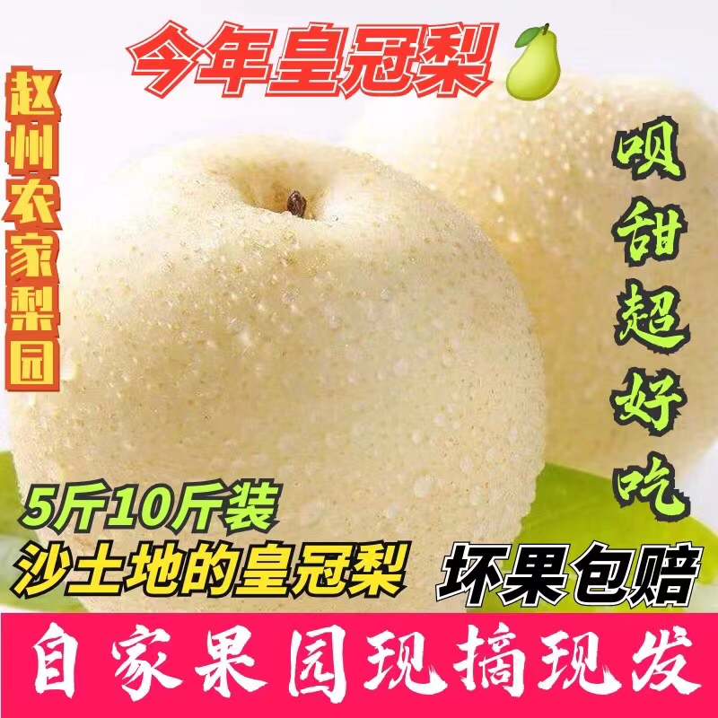河北皇冠梨新鲜现摘大果整箱包邮