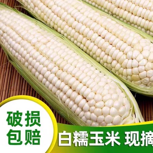 广西新鲜现摘白糯玉米新鲜嫩黏玉米棒子粒5/8斤白糯甜水果蔬菜