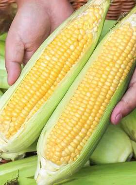 广西玉米甜玉米新鲜现摘5/8斤生的脆玉米棒孕妇煲汤嫩玉米带壳