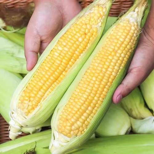 广西玉米甜玉米新鲜现摘5/8斤生的脆玉米棒孕妇煲汤嫩玉米带壳