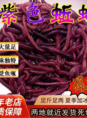紫色蚯蚓特大号一斤盒装包鲜活鲫鱼罗非鲢鳙野钓黑坑钓鱼活鱼饵料